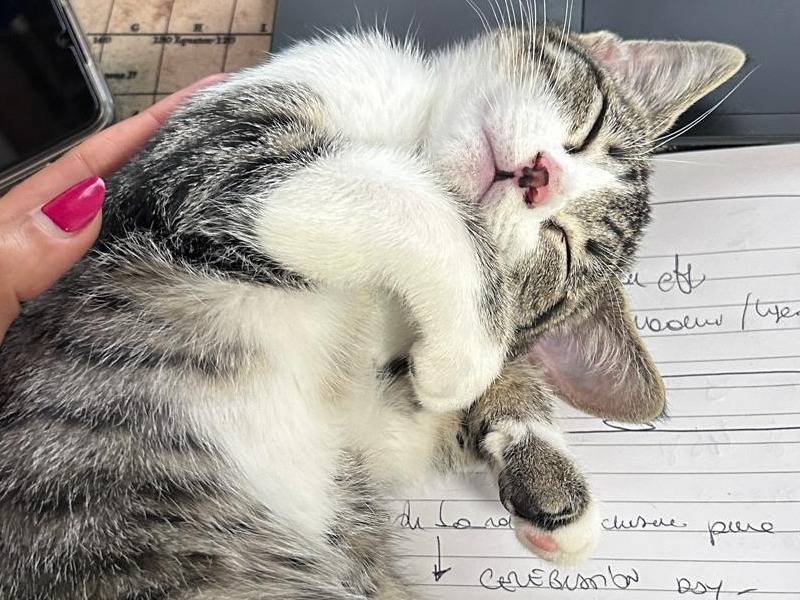 Adozione gatto, femmina, Razza sconosciuta Razza sconosciuta, 1 anno e 5 mesi, taglia non valida, Chieti