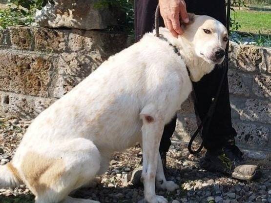 Adotta un cane, taglia grande, maschio, Pavia