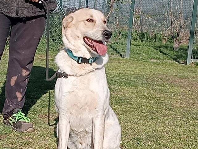 Adotta il cane Bob a Pavia