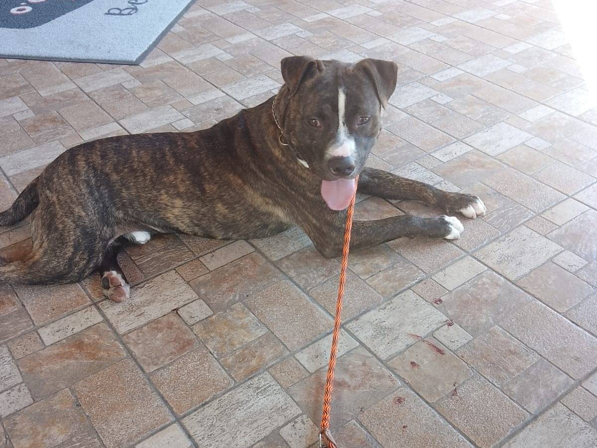 Adotta un cane, maschio, 1 anno e 10 mesi , Salerno