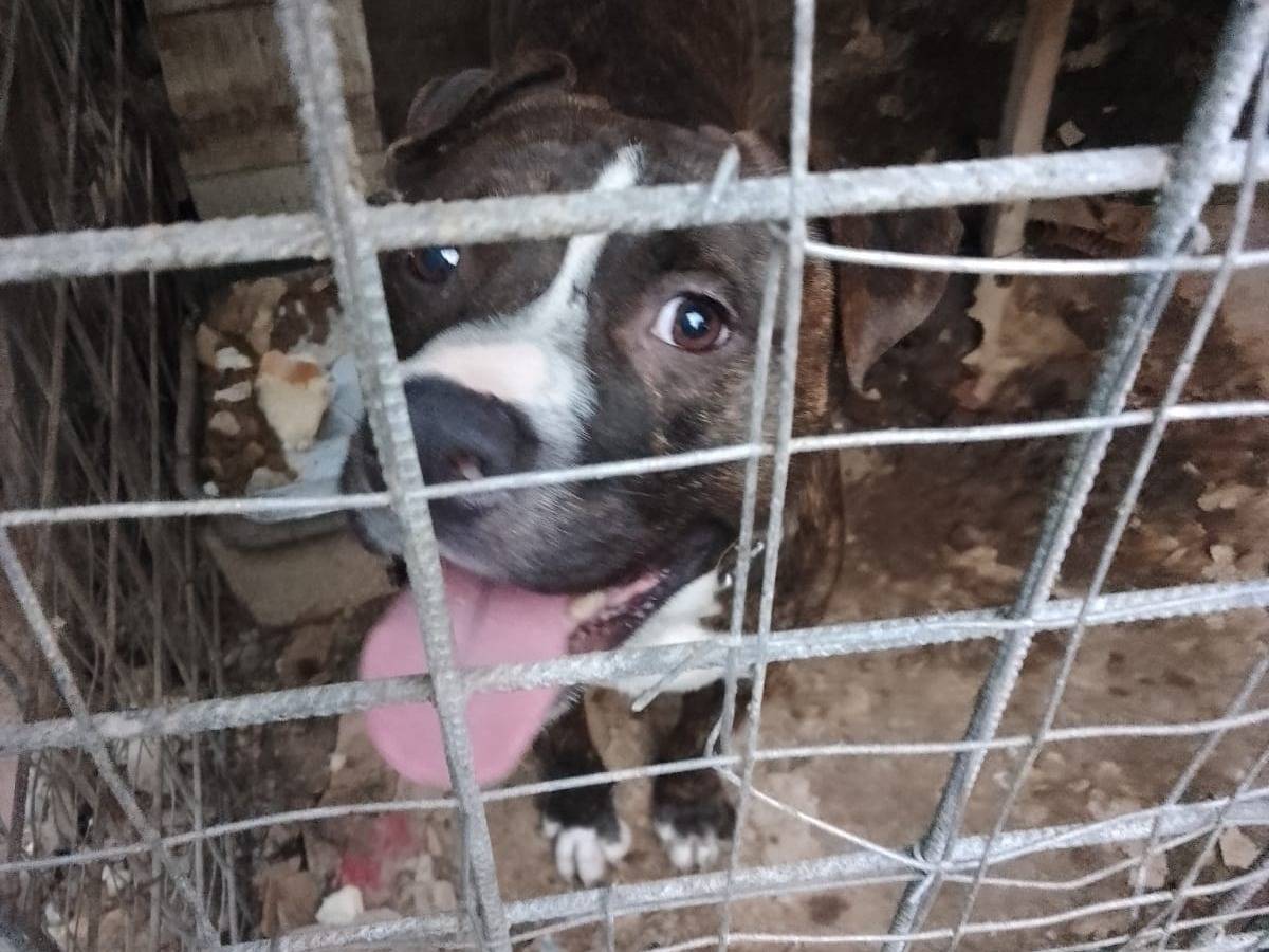 Adotta un cane, taglia media, maschio, Salerno