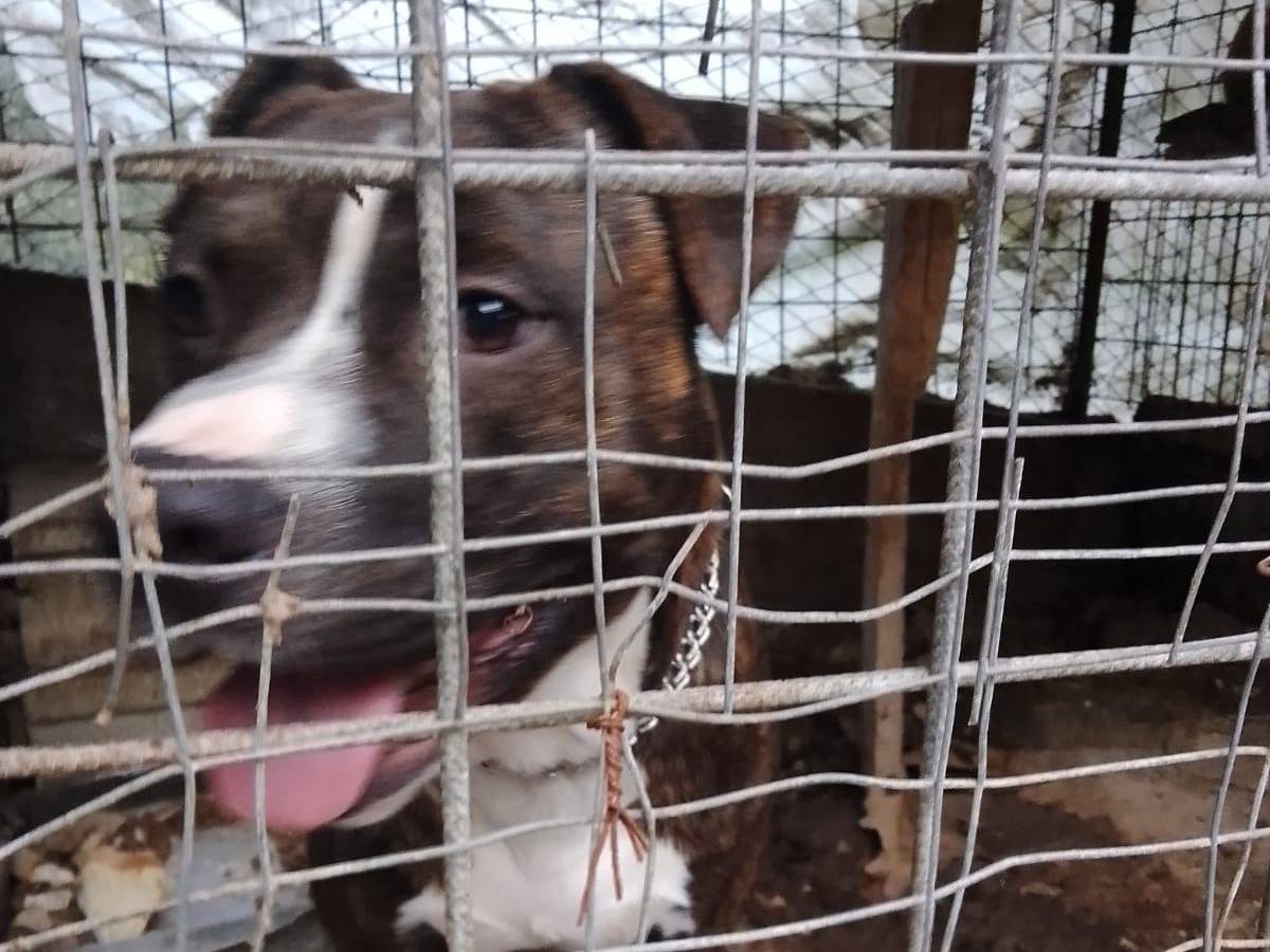 Vuoi adottare un cane a Salerno?