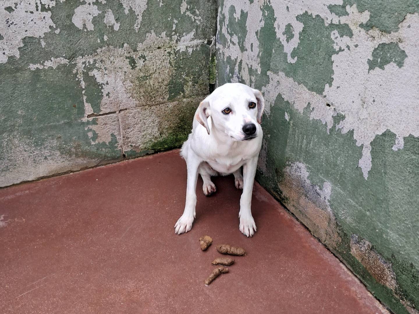Foto dell'animale