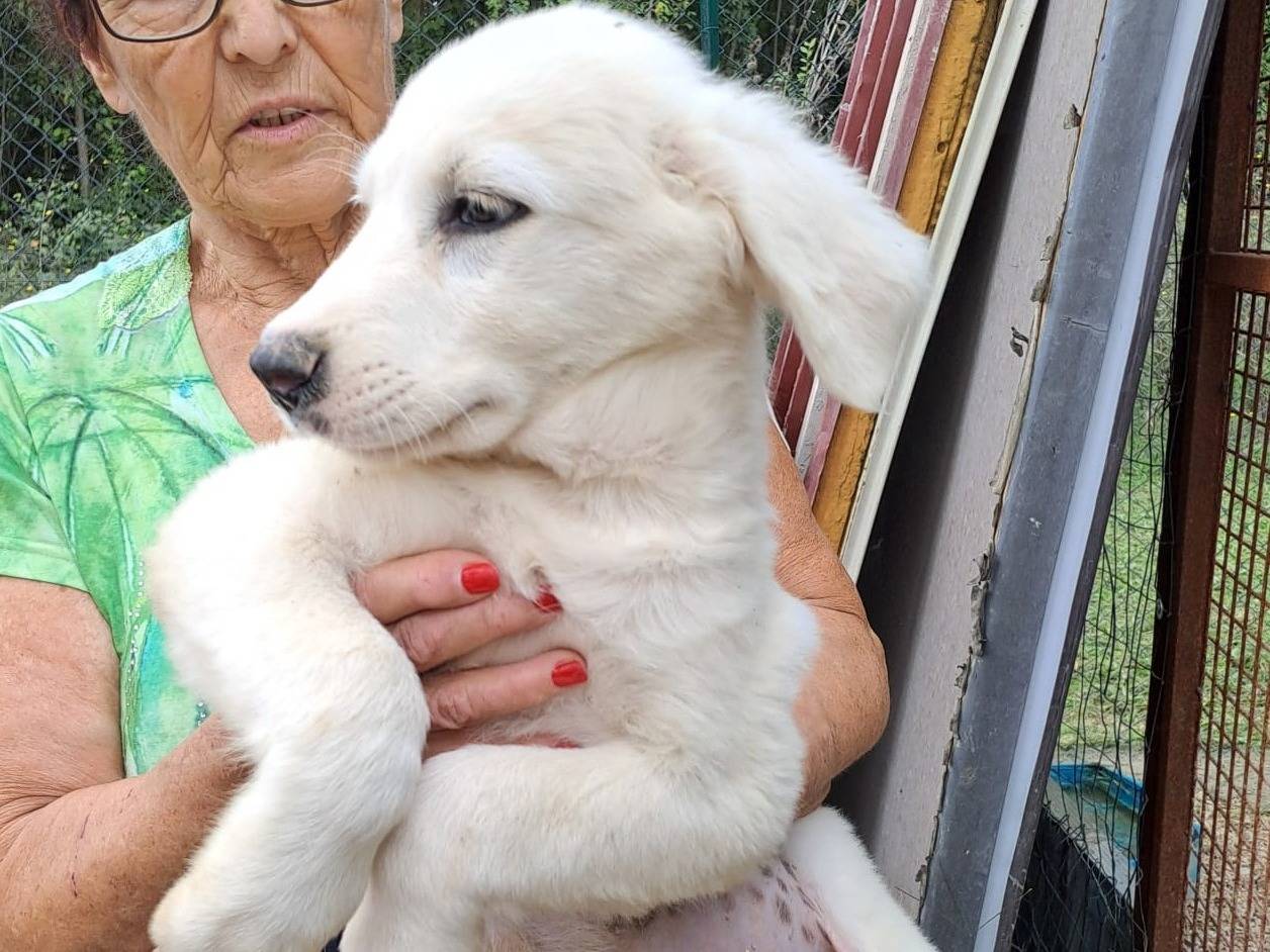 Adozione cane, maschio, Razza sconosciuta Razza sconosciuta, 1 anno e 8 mesi, taglia media, Frosinone