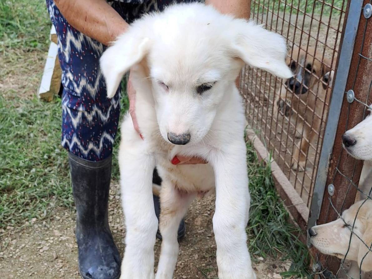 Adotta un cane, maschio, 1 anno e 8 mesi, Frosinone