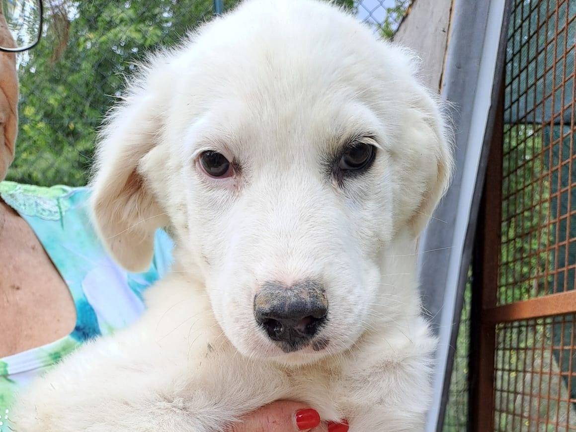 Adotta un cane, taglia media, maschio, Frosinone