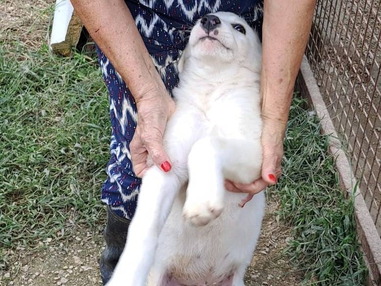 Vuoi adottare un cane a Frosinone?