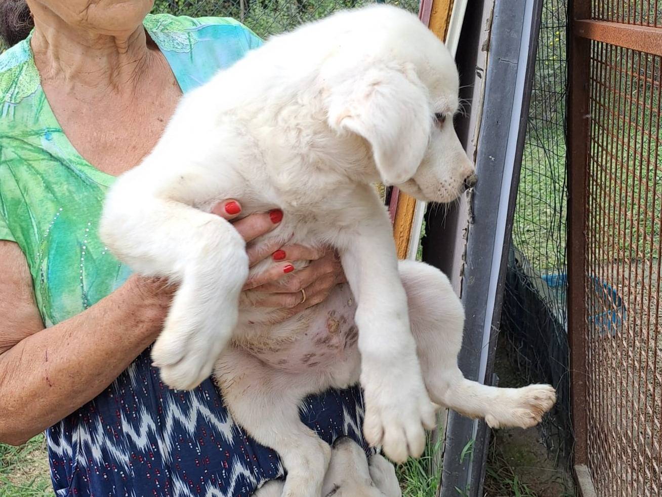 Adotta il cane LUCKY a Frosinone