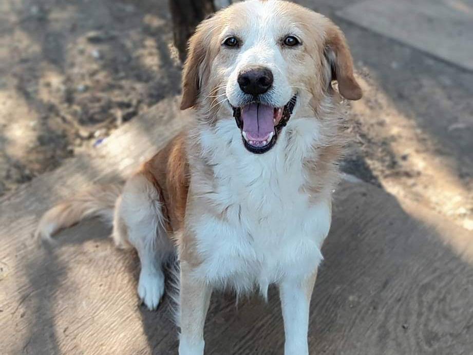 Adotta un cane, maschio, 2 anni  e 9 mesi , Messina