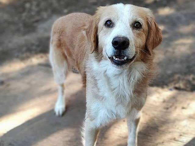 Adotta un cane, taglia media, maschio, Messina