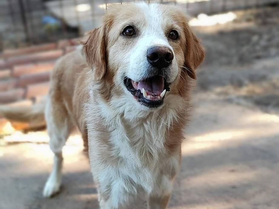 Adotta il cane SIMBA a Messina