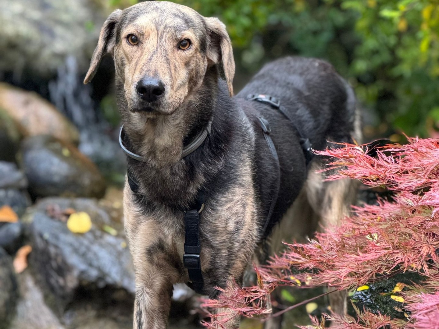 Foto dell'animale