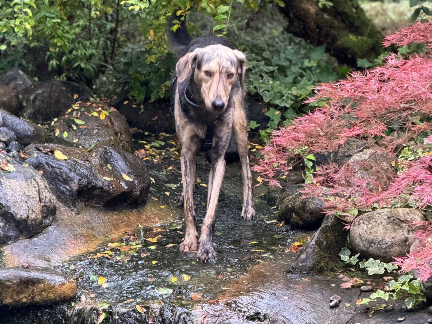 Adotta un cane, maschio, 3 anni  e 3 mesi , Treviso