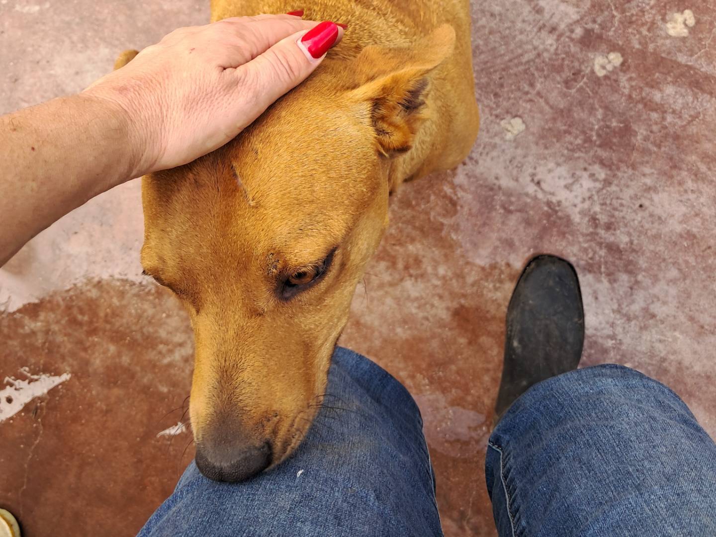 Adotta un cane, maschio, 2 anni  e 7 mesi , Caserta