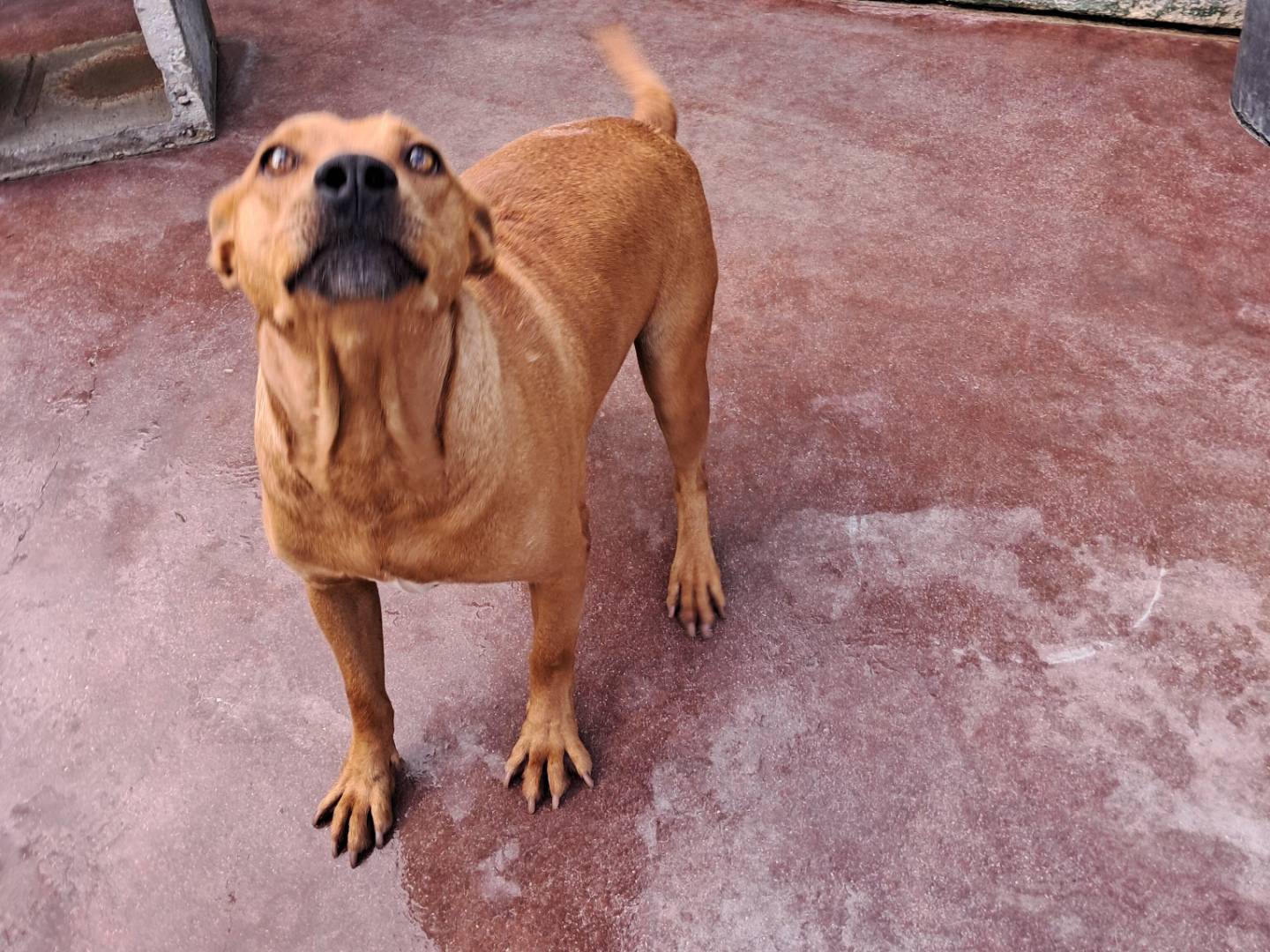 Adotta un cane, taglia media contenuta, maschio, Caserta