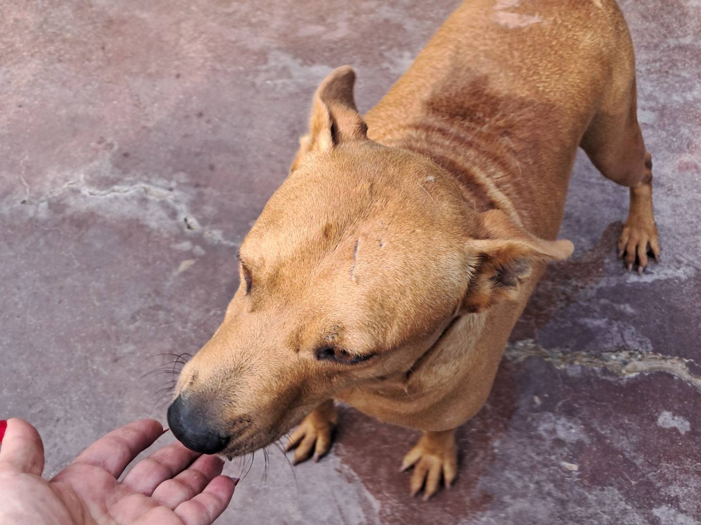 Vuoi adottare un cane a Caserta?