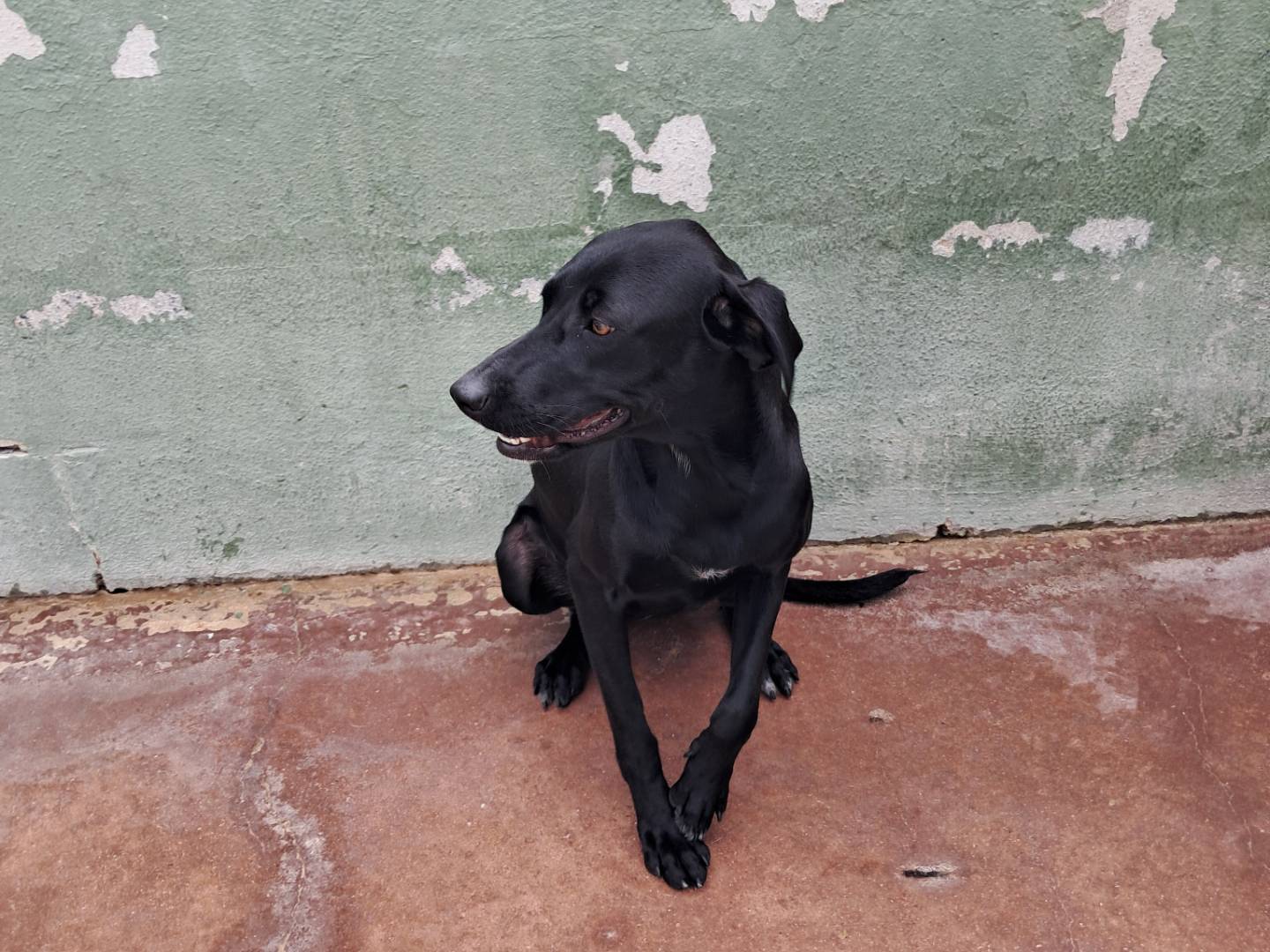 Adotta un cane, femmina, 1 anno e 5 mesi , Caserta
