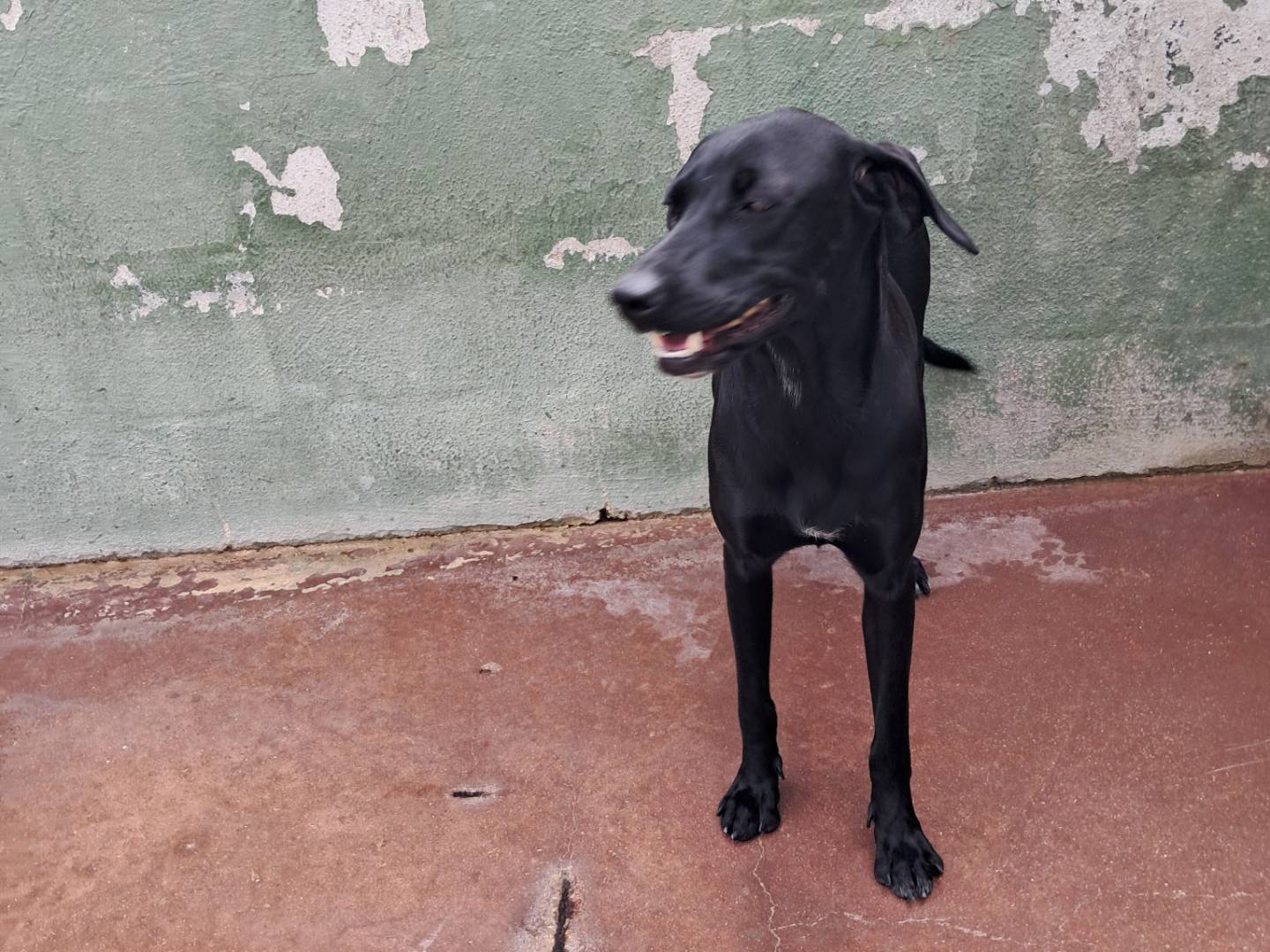 Vuoi adottare un cane a Caserta?