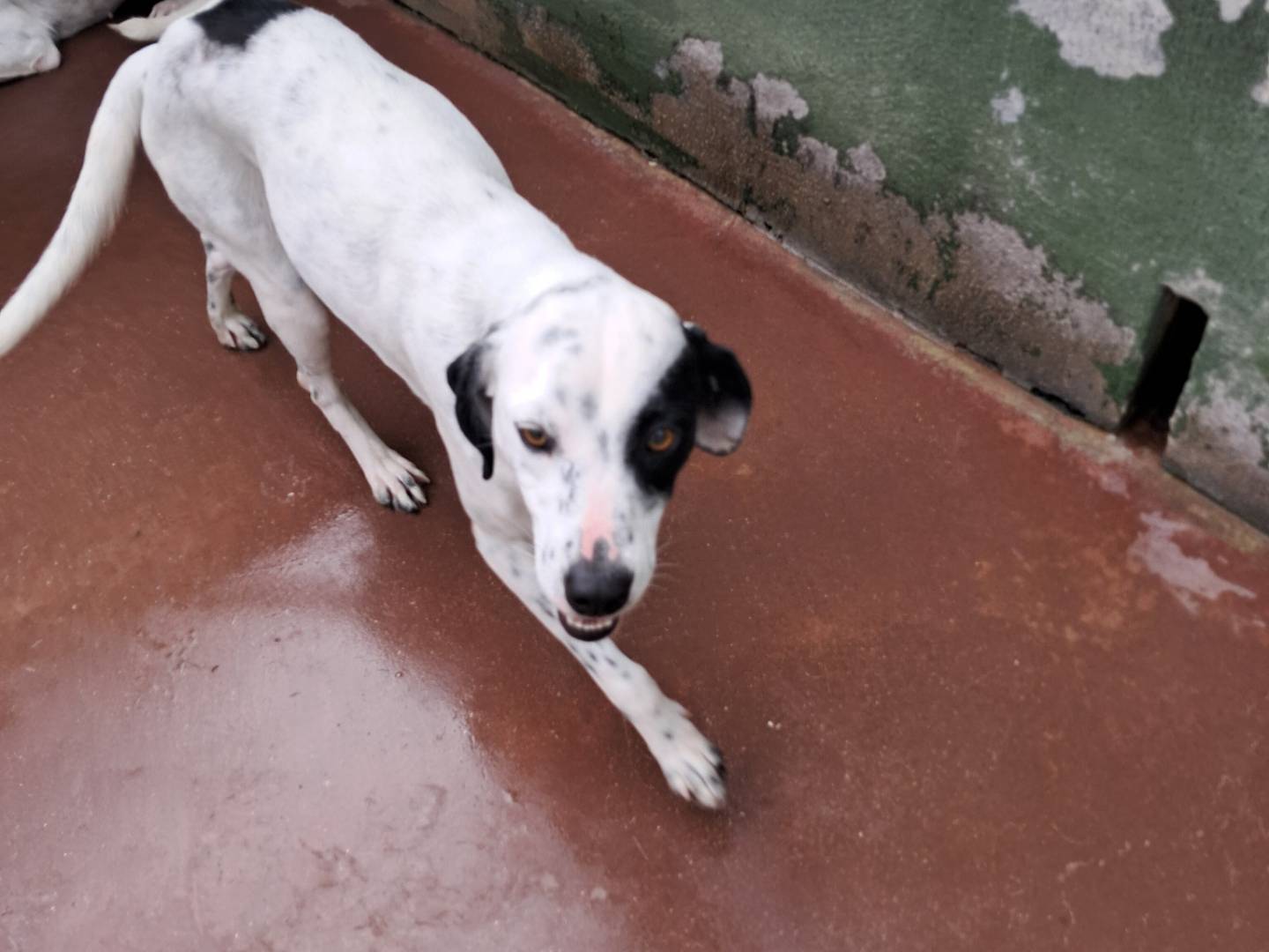 Adotta un cane, taglia media contenuta, femmina, Caserta