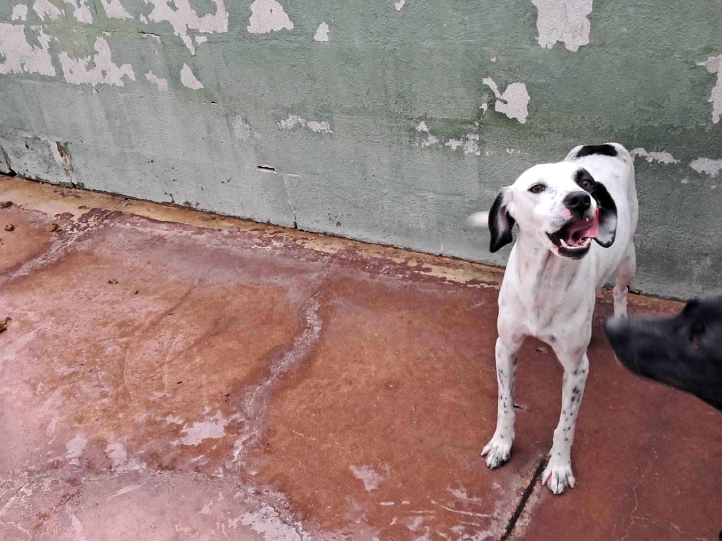 Vuoi adottare un cane a Caserta?