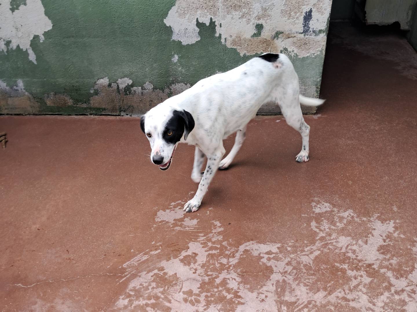 Adotta il cane Cassye  a Caserta