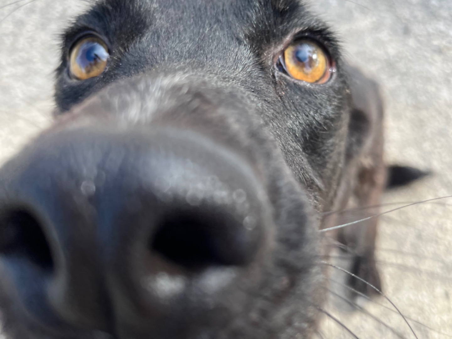 Adotta un cane, femmina, 4 anni  e 3 mesi , Agrigento