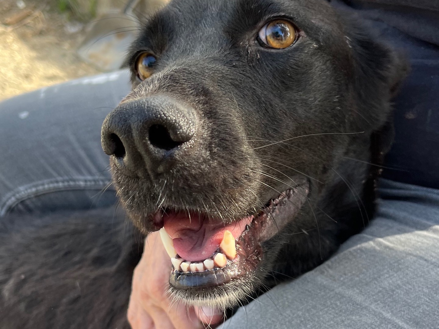 Adotta un cane, taglia media, femmina, Agrigento