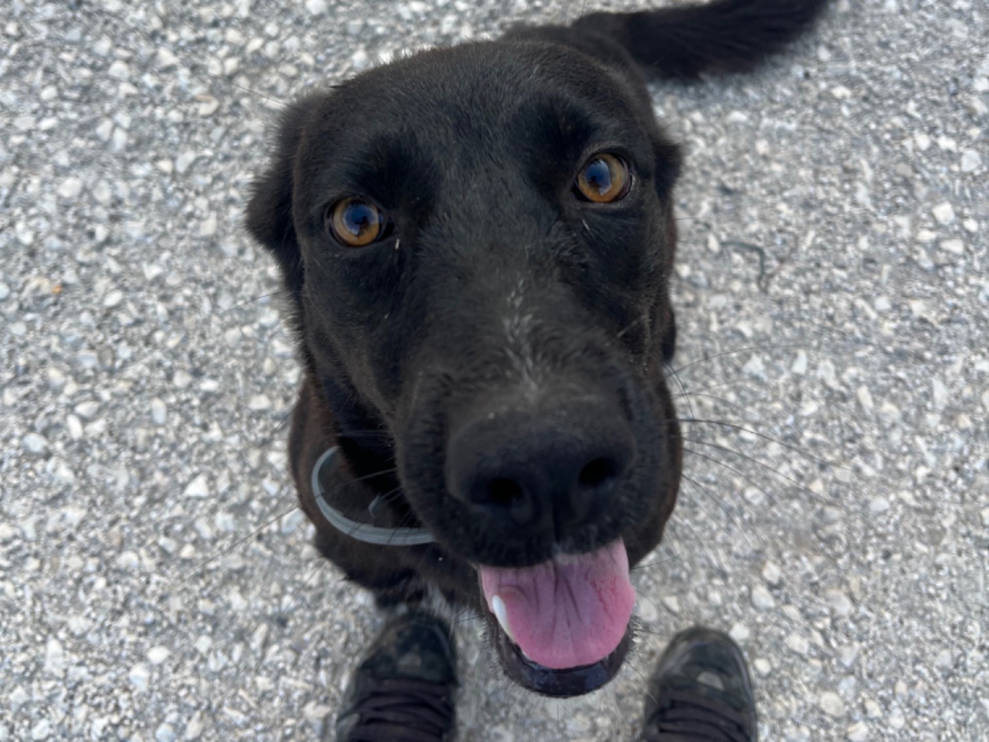 Vuoi adottare un cane a Agrigento?