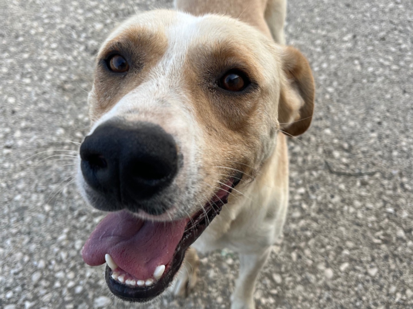 Adotta un cane, maschio, 3 anni , Agrigento