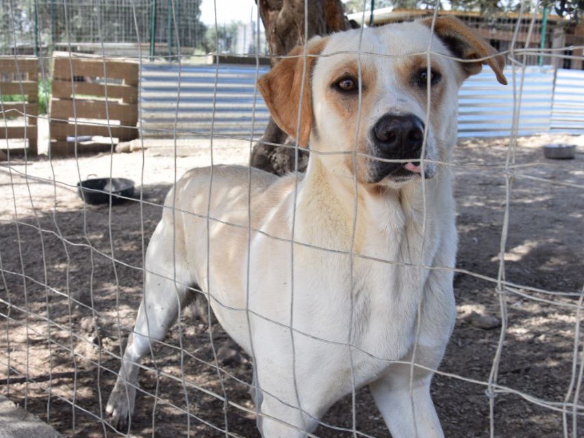 Adotta un cane, taglia media, maschio, Agrigento