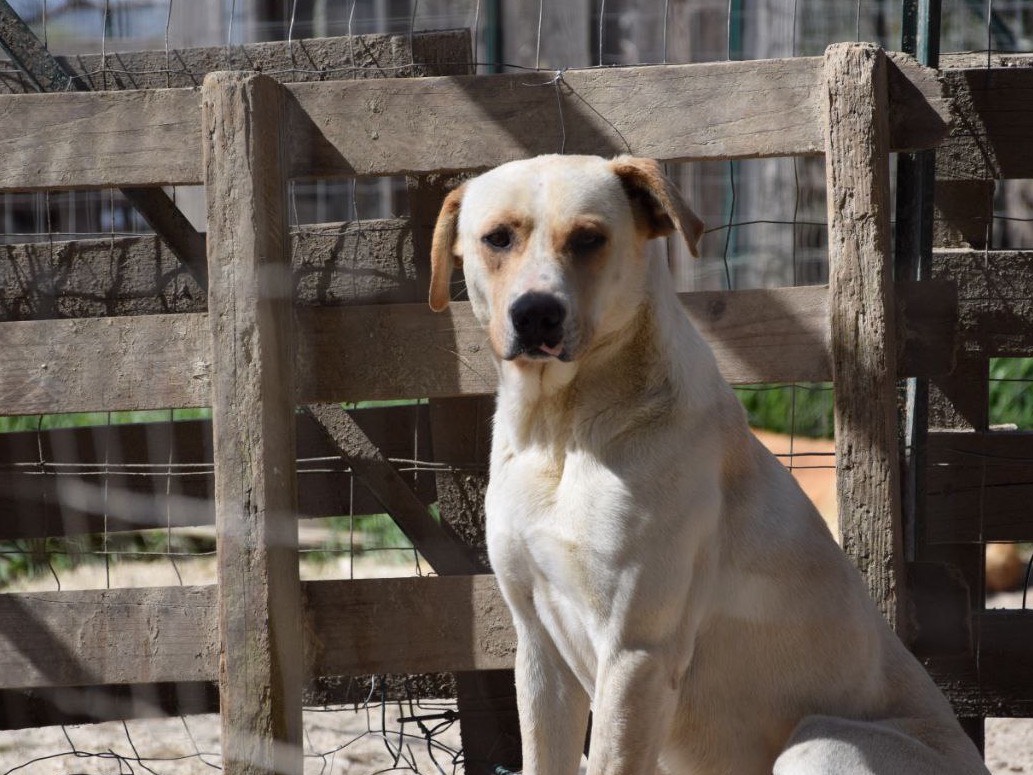 Vuoi adottare un cane a Agrigento?