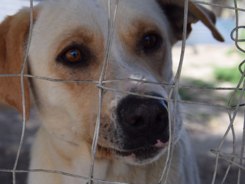 Adotta il cane Schizzo a Agrigento