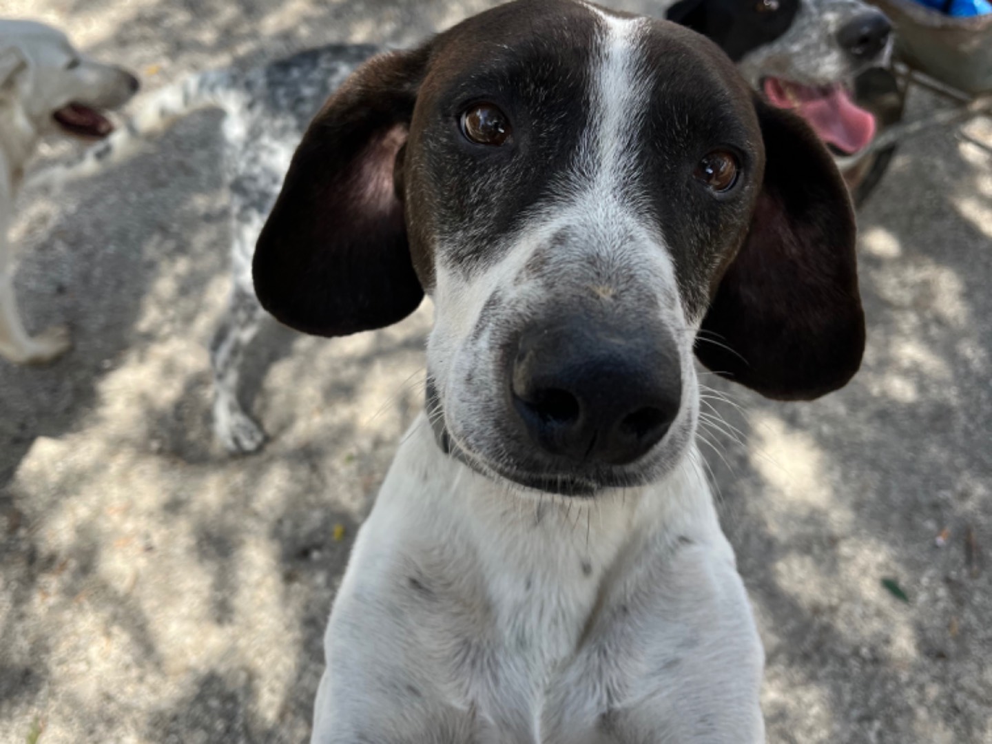 Adotta un cane, maschio, 7 anni  e 4 mesi , Agrigento