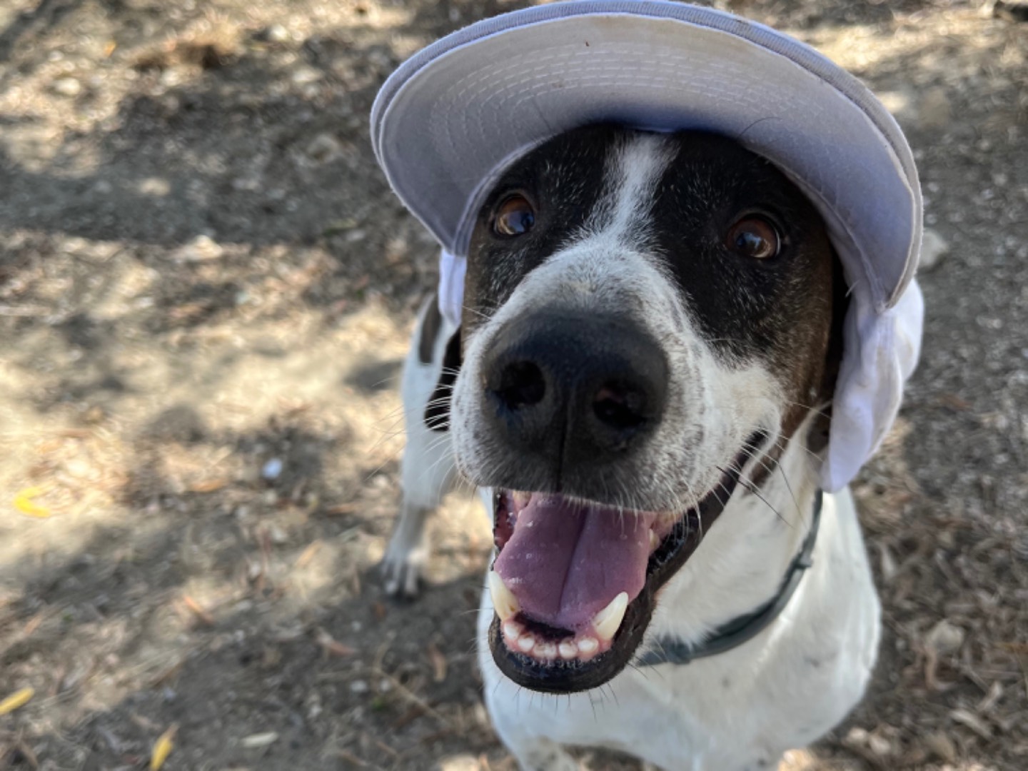 Adotta un cane, taglia media, maschio, Agrigento