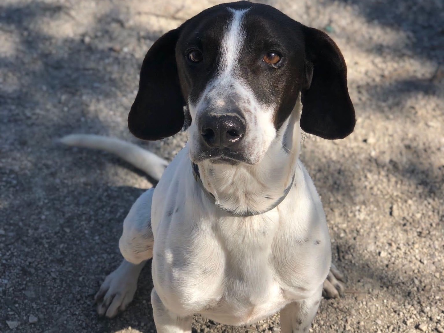 Vuoi adottare un cane a Agrigento?