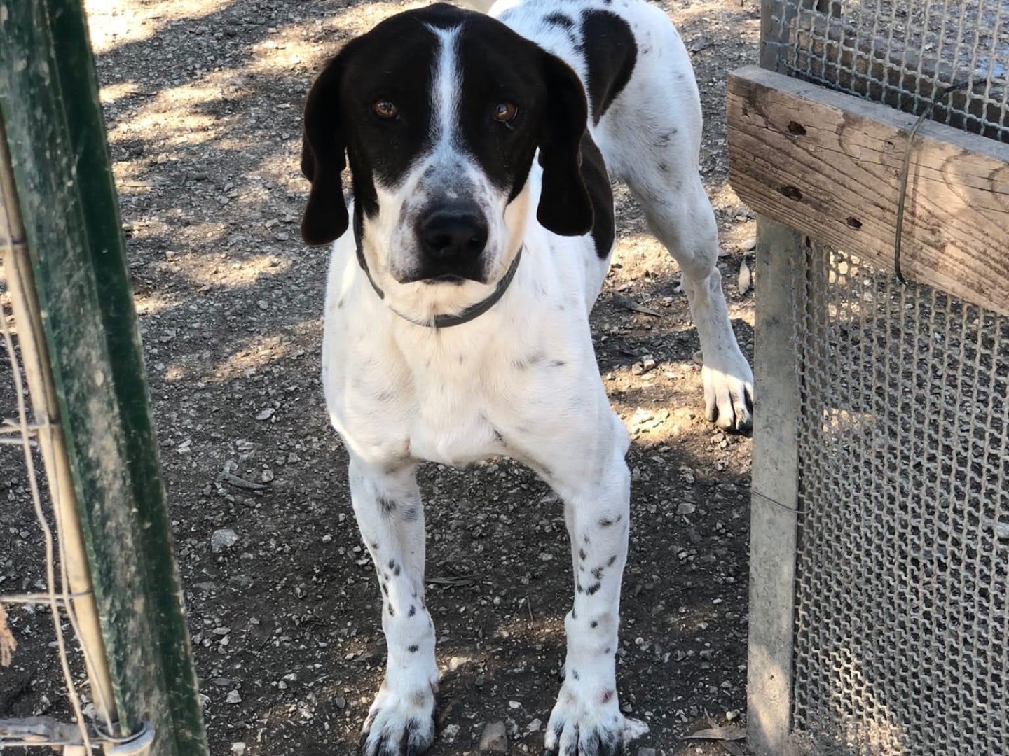 Adotta il cane Dino a Agrigento
