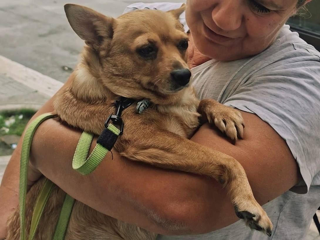 Adozione cane, femmina, Chihuahua Razza sconosciuta, 4 anni  e 4 mesi , taglia piccola, Bari
