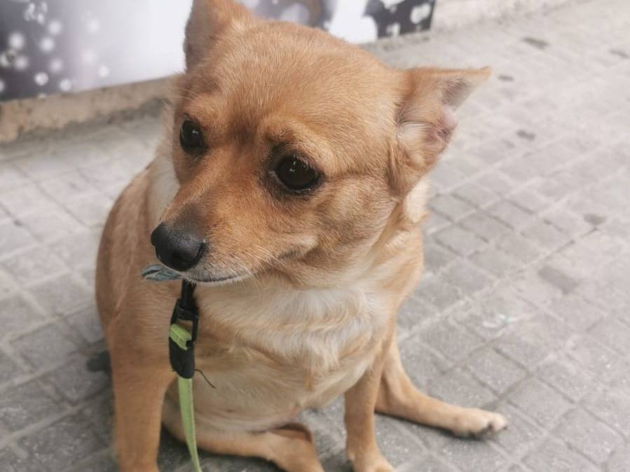 Adotta un cane, femmina, 4 anni  e 4 mesi , Bari