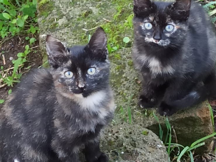 Adotta un gatto, femmina, 1 anno e 1 mese, Roma