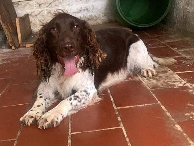 Adozione cane, maschio, Spaniel Razza sconosciuta, 3 anni  e 6 mesi , taglia media, Pisa