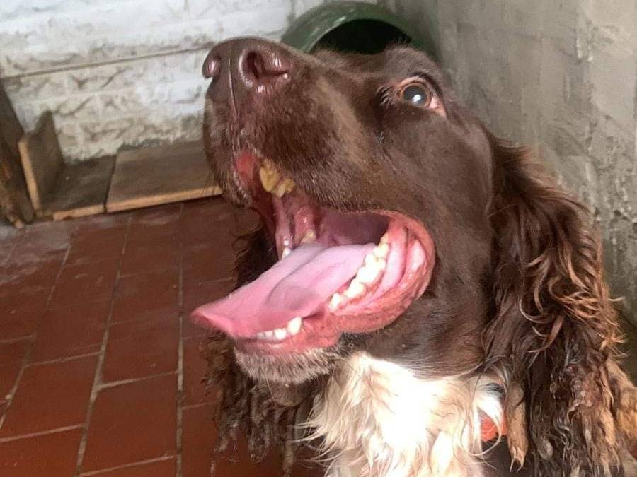 Adotta un cane, maschio, 3 anni  e 5 mesi , Pisa