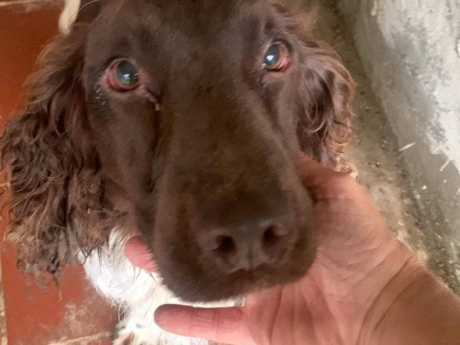 Adotta un cane, taglia media, maschio, Pisa