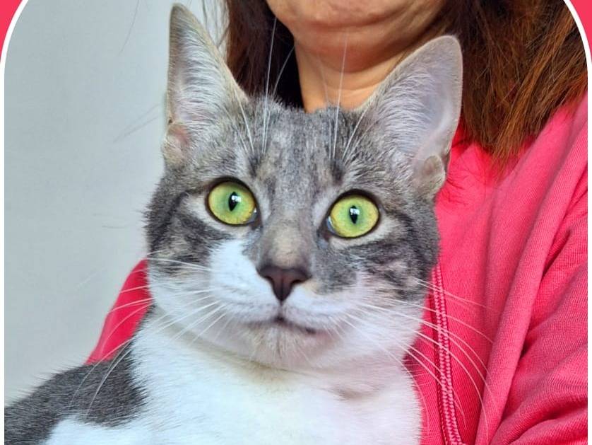 Foto dell'animale