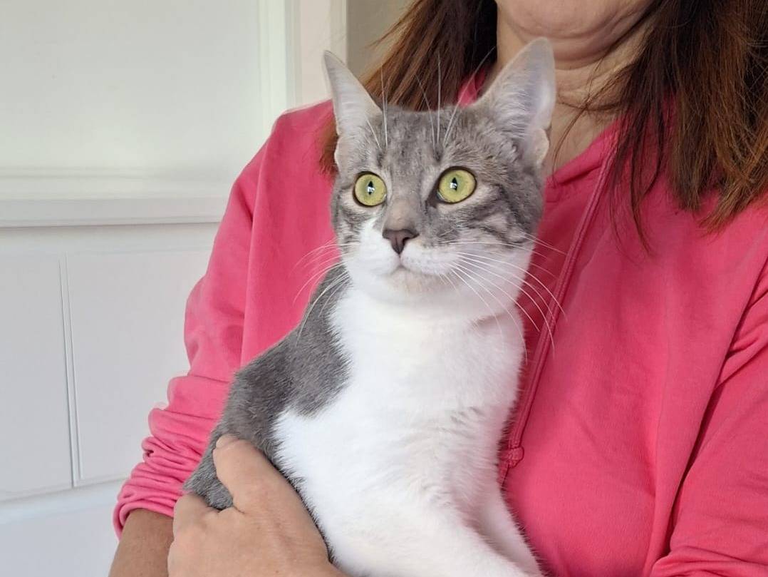 Adotta un gatto, femmina, 11 mesi, Bari