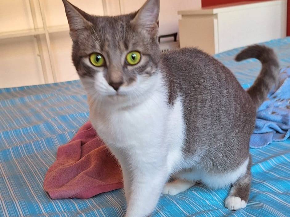 Adotta un gatto, taglia non valida, femmina, Bari
