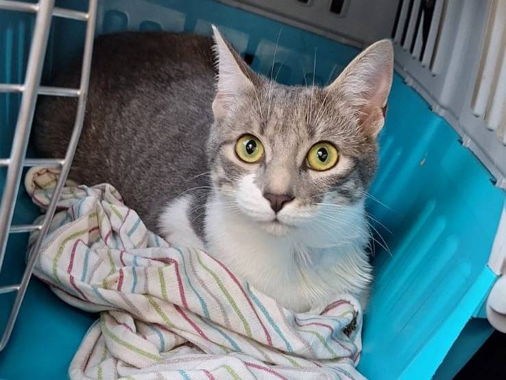 Vuoi adottare un gatto a Bari?