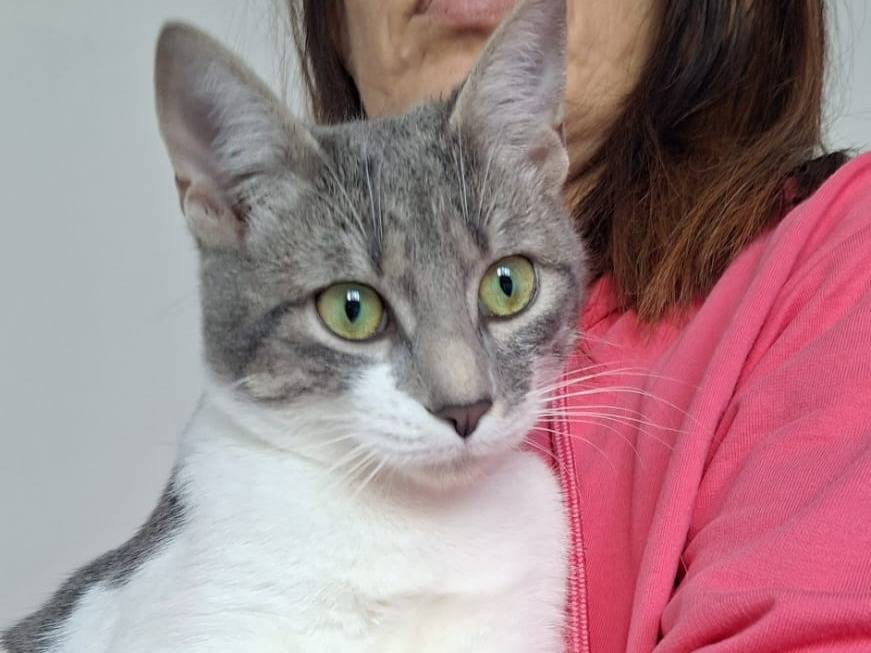 Adotta il gatto Sissy a Bari