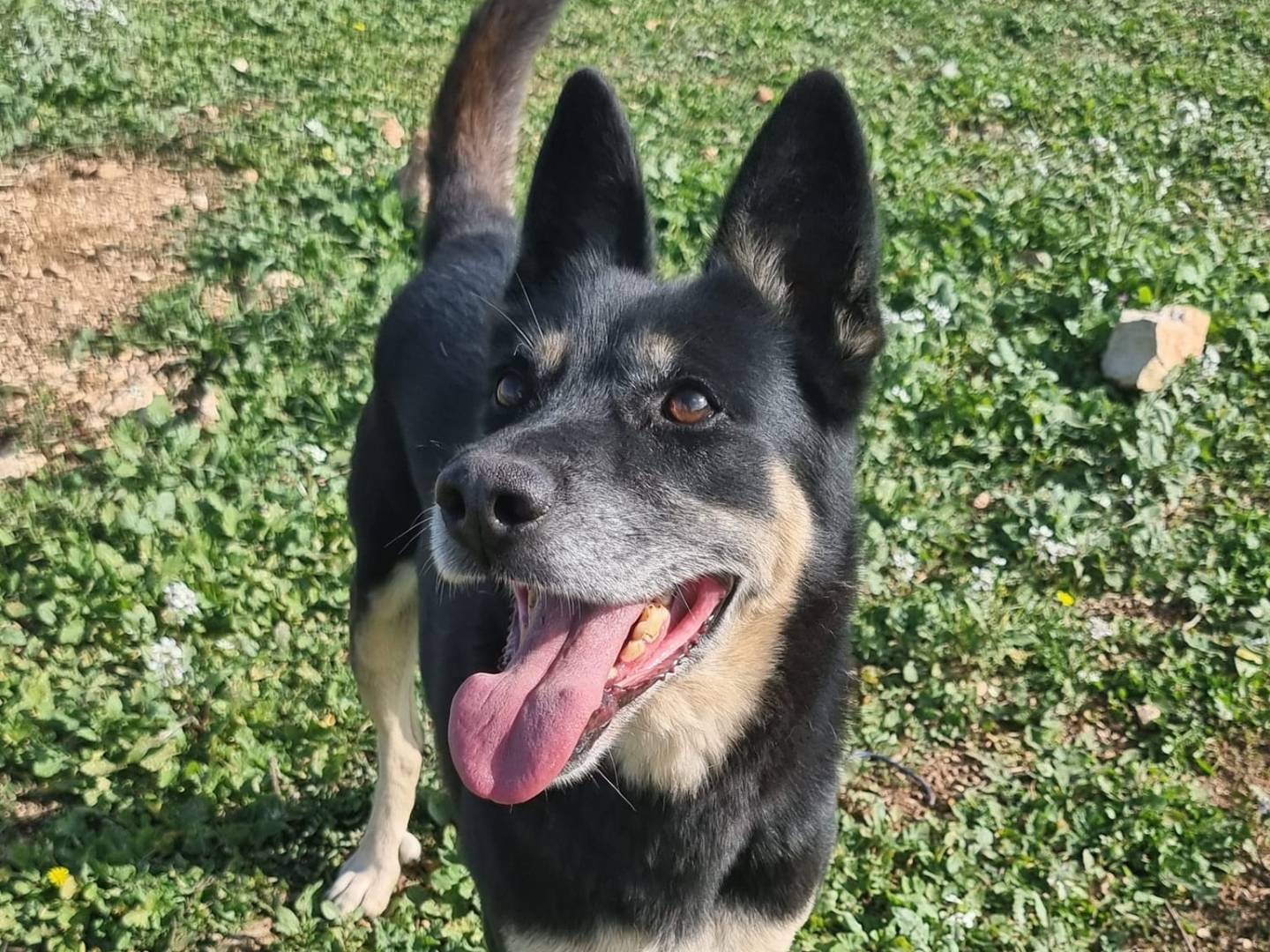 Foto dell'animale