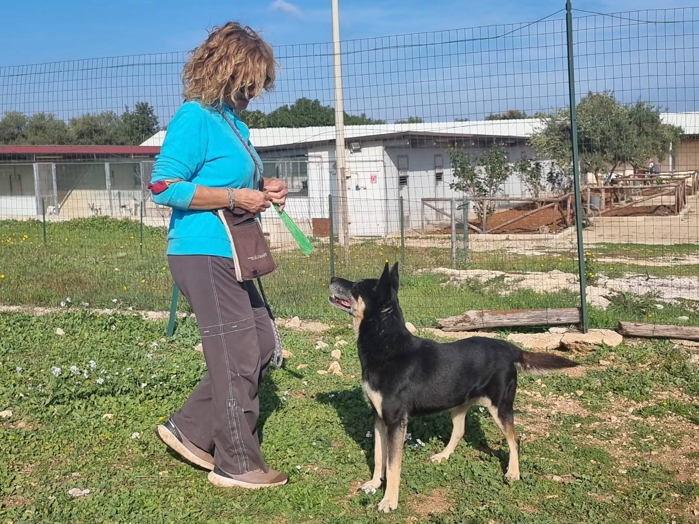 Adotta un cane, femmina, 10 anni  e 4 mesi , Bari