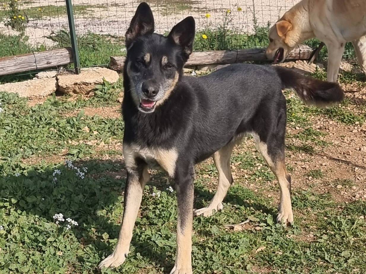 Adotta un cane, taglia media, femmina, Bari